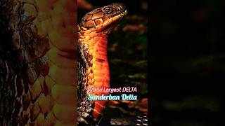 World Largest DELTA  Sunderban DELTA india [upl. by Eirelav]