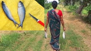 Pulasa Fish Spicy Curry in Village  Hilsa Ilisha Fish Curry  Pulasa Machhalee Sauce wth Ladyfinger [upl. by Harwill]