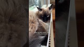 What does a cats sleeping position mean cat catlovers cutecats [upl. by Orsino]