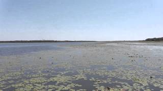 Myakka Airboat Tour Florida [upl. by Nerret]