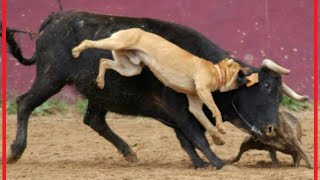 when victims fight back dog takes down a bull [upl. by Ailecra]