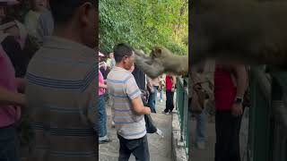 funnyanimals videos monkey attack lmao [upl. by Hazard]