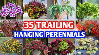 35 Best Trailing Perennial for Hanging Baskets  Hanging Trailing Perennials  Plant and Planting [upl. by Hendren]