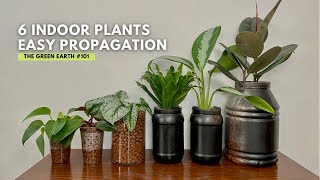 101 Common Indoor Plants That Can Be Propagated in Water Easily  Houseplant Propagation [upl. by Euqinomad]