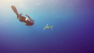 Oceanic Whitetip Shark at Elphinstone  Marsa Alam  Egypt [upl. by Asertal]