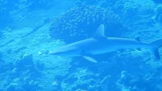 Reef Shark on Molokini [upl. by Asila]