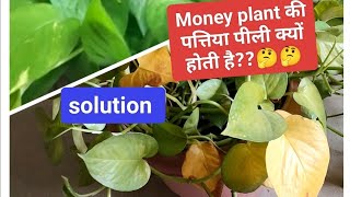 41Money plant leaves turning yellow क्या आपके मनी प्लांट की पत्तियां भी पीली हो रही हैंSolution [upl. by Abott667]