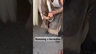 removing horseshoe 🧲 horseshoe virals video [upl. by Edd]