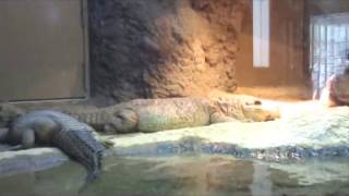 京都市動物園 ニシアフリカコガタワニ KYOTO CITY ZOO わに は虫類 爬虫類 Dwarf Crocodile [upl. by Eddy]