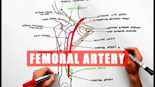 Femoral Artery and its branches  Anatomy tutorial [upl. by Seldan709]