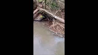 Vídeo mostra centenas de peixes mortos em riacho no interior de Tiradentes do Sul [upl. by Sopher]