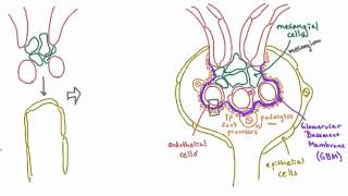 Development of the glomerulus helps explain its structure [upl. by Adnilak99]