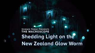 Shedding Light on the New Zealand Glow Worm [upl. by Swigart296]