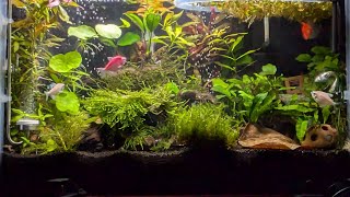 10 Gallon Community Tank [upl. by Nylloh780]