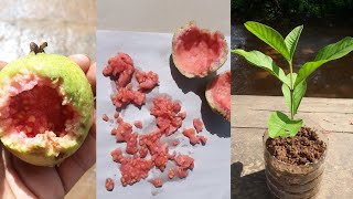 How to grow guava tree faster [upl. by Swartz]