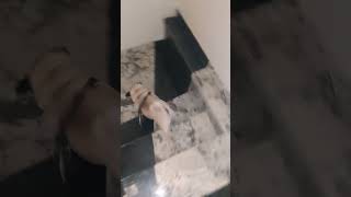 Oscar workout kar rha h subscribe animaldog pets pug oscar [upl. by Kain]