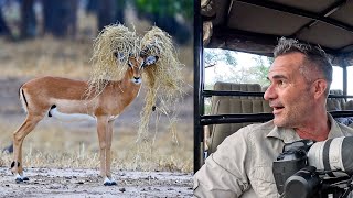 Best LION and WILDLIFE SAFARI  Ive Never Seen This Before  The Lion Whisperer [upl. by Endor]