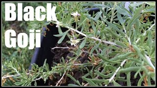 Black Goji  Black Wolfberry Lycium ruthenicum Plant Profile  Ninja Gardening  Episode 23 [upl. by Atthia]