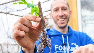 How to Grow a Fig Tree from a Cutting  Propagate Figs for your Garden [upl. by Marcelia307]