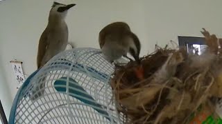 YELLOW VENTED BULBUL FEEDING BABY BIRD [upl. by Gould]