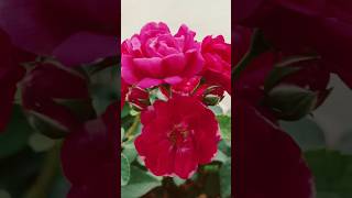 Rose plant growing tips [upl. by Amme278]