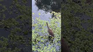 Common Gallinule Bird [upl. by Rosinski397]