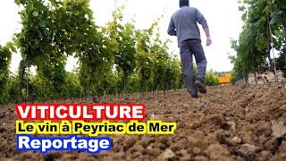 VITICULTURE  La vigne et le vin à Peyriac de Mer [upl. by Becky]