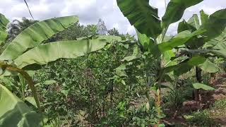 kebun pisang yg awalnya hanya satu pohon menjadi puluhan pohonfarming [upl. by Kassia]