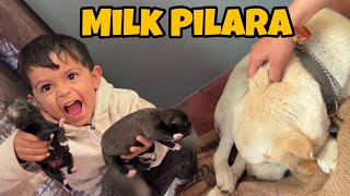 Newborn Puppy Ko Milk Pilara Viuuu😱 Lucy Aggressive or Not [upl. by Fogarty]