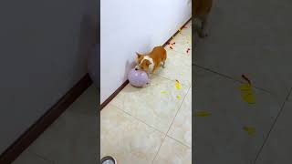 Dog balloon crack challenge part 3 shorts short trending viralshorts respect sad tamil facts [upl. by Niggem]