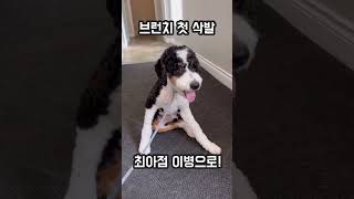 버니두들 강아지 첫 삭발하다  Bernedoodle Brunchy’s first time to get fully groomed 강아지버니두들bernedoodle [upl. by Aicilak]