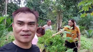 Pergi Kebun Dulu Sebelum Mandi Di Sungai Melurun Entabai Julau Bestnye [upl. by Anitsrhc151]