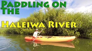 Paddling up the Anahulu Haleiwa River from Tsues Farm North Shore Oahu LookIntoHawaiicom [upl. by Elatnahc]