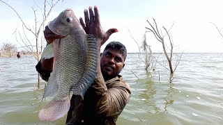 Unbelievable Catching of 2 Kg COLOR Tilapia Fish in Lake  Best Fishing Technique Never Seen Before [upl. by Namyaw]