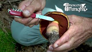 Conoscere i Funghi Boletus erythropus  COMMESTIBILE [upl. by Niwre]