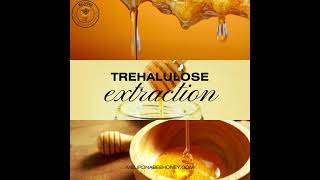 Trehalulose is extracted from honey particularly from stingless bee honey like Melipona honey [upl. by Descombes]