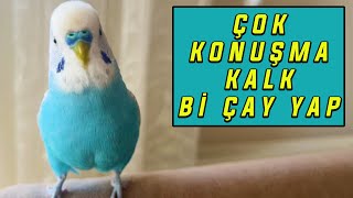 ÇOK KONUŞMA KALK Bİ ÇAY YAP DİYEN MUHABBET KUŞU BONCUK [upl. by Anwahs331]