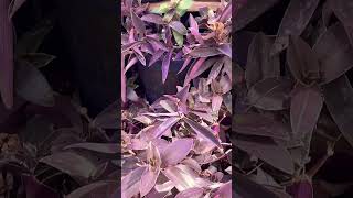 TRADESCANTIA inspiration garden motivation parati plants lifestyle fyp love nature ￼ [upl. by Nesral]