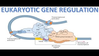 REGULATION OF GENE EXPRESSION  EUKARYOTES  TS SET ONLINE CLASSES  CSIR UGC NET  COMPLETE ZOOLOGY [upl. by Aniratak]