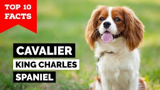 Cavalier King Charles Spaniel  Top 10 Facts [upl. by Ahsaret]