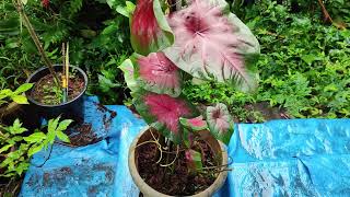 Caladium  Bombshell  Plants Care  and Overview [upl. by Rehoptsirhc]