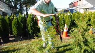 How we trim and care for Arbor vitae [upl. by Nurse306]