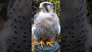 LANNER FALCON CLOSEUP [upl. by Ainyt548]