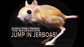 Jump In Jerboas [upl. by Bower]