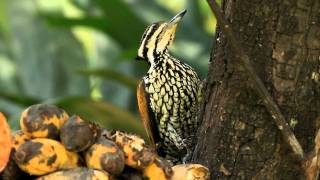 ♪鳥くんの野鳥動画タイ編～ズアカミユビゲラ♀バナナ採食Common Flameback [upl. by Othe]