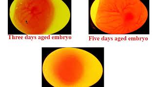 Lab 3A Inoculation in embryonated egg 1 [upl. by Bray]