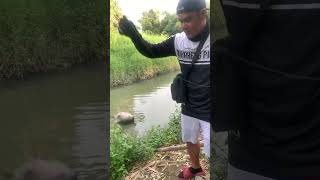 Jumbo tilapia fishing shortviral [upl. by Ennairda]