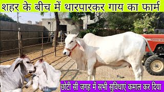 Tharparkar cow successful dairy farm  शहर के बीच में थारपारकर का फार्म  farminggeographylive [upl. by Adnert]