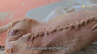 How to stitch a pig belly when cooking a pig on a spit [upl. by Yrevi486]