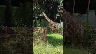 Giraffe  Reticulated giraffe Dehiwala zoo giraffe giraffedrawing giraffefeeding [upl. by Aisor955]